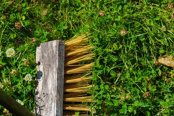 Yellow Broom Green Grass — Stock Photo, Image