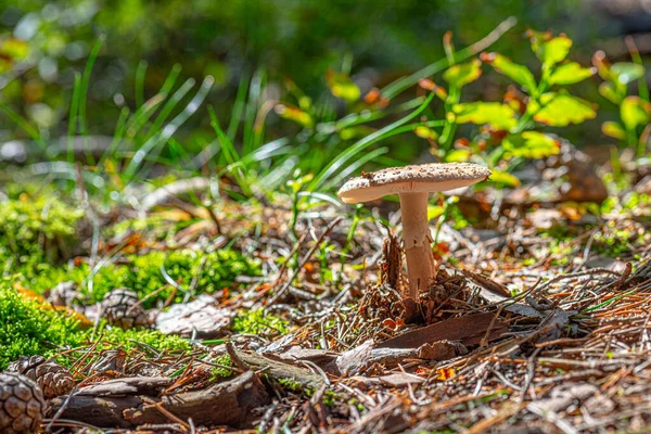 森の中の小さな清掃でロイヤルフライアガリ アマニタレガリス — ストック写真