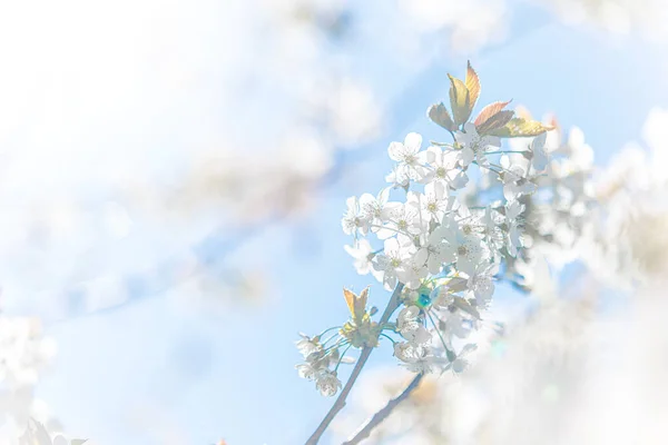 Hoge Sleutel Afbeelding Van Een Aftakking Een Bloeiende Appelboom — Stockfoto