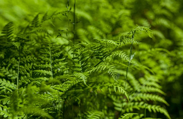 Hermosas Hojas Helecho Verde Bosque — Foto de Stock