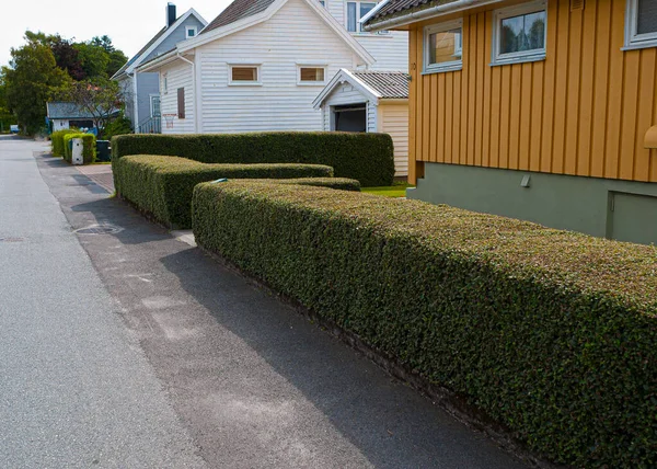 Perfect Cut Hedge Front Yellow House — стоковое фото