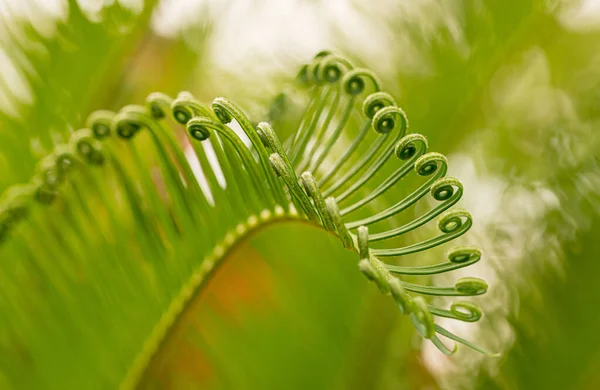 Primer Plano Las Hojas Espirales Polypodiopsida — Foto de Stock