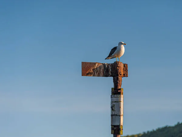 Eine Möwe Sitzt Auf Einem Alten Eisernen Seezeichen — Stockfoto