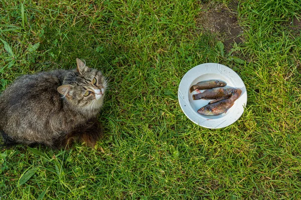 배고픈 고양이가 아니라 — 스톡 사진