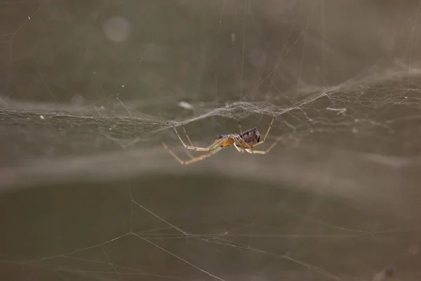 Macro Image Small Spider Hanging Upside Its Net Woods — Stock Photo, Image