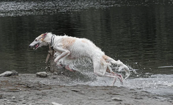 Cão Borzoi Saltando Alguma Água Lamacenta — Fotografia de Stock