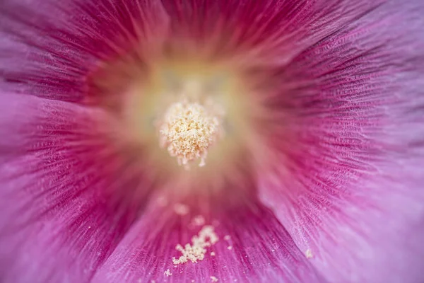 Άνθος Αγριόκοτας Alcea Rosea — Φωτογραφία Αρχείου