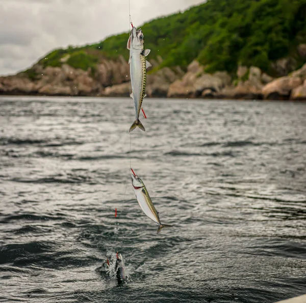 Makreel Vangen Vier Vissen Haken Die Uit Het Water Worden — Stockfoto