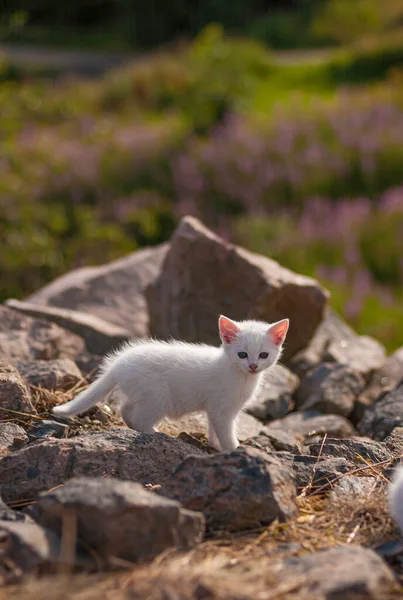 Pequeno Gatinho Branco Jogando Algumas Rochas — Fotografia de Stock