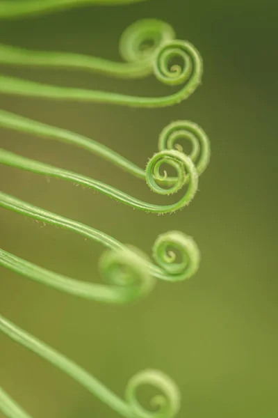 Nahaufnahme Von Spiralblättern Von Polypodiopsiden — Stockfoto