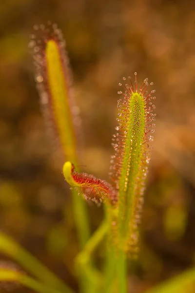 Rugiada Del Capo Drosera Capensis Pronta Catturare Gli Insetti — Foto Stock