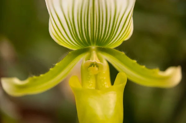 Yeşil Bayan Terlik Orkidesinin Paphiopedilum — Stok fotoğraf