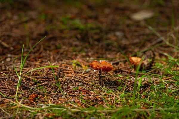 Piccolo Fungo Marrone Sul Fondo Della Foresta — Foto Stock