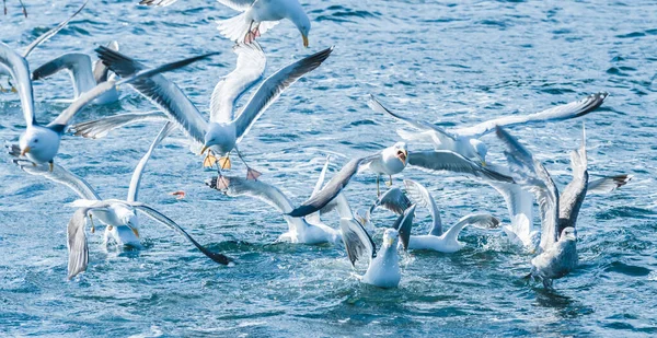 Europäische Heringsmöwen Larus Argentatus Kampf Nahrung Auf See — Stockfoto