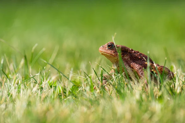 Eine Braune Erdkröte Bufo Bufo Grünen Gras — Stockfoto