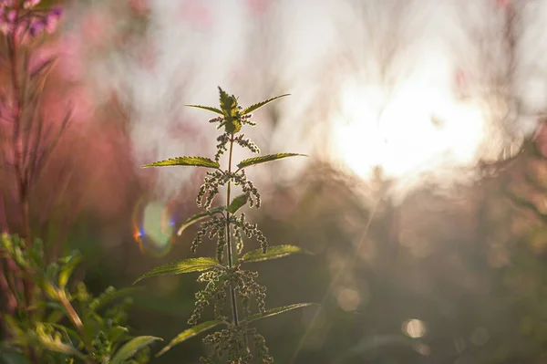 Arka ışıklandırmalı ısırgan otu (Urtica dioica).