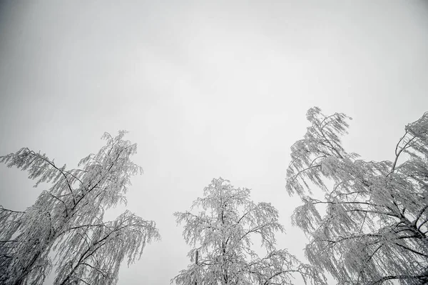 Tittar Upp Isiga Träd Kall Vinterdag — Stockfoto