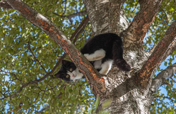 Gato Assustado Preso Galho Uma Árvore — Fotografia de Stock