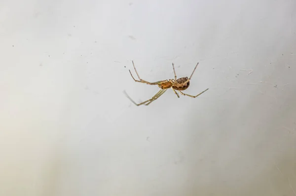 Makroaufnahme Einer Kleinen Spinne Die Kopfüber Ihrem Netz Wald Hängt — Stockfoto