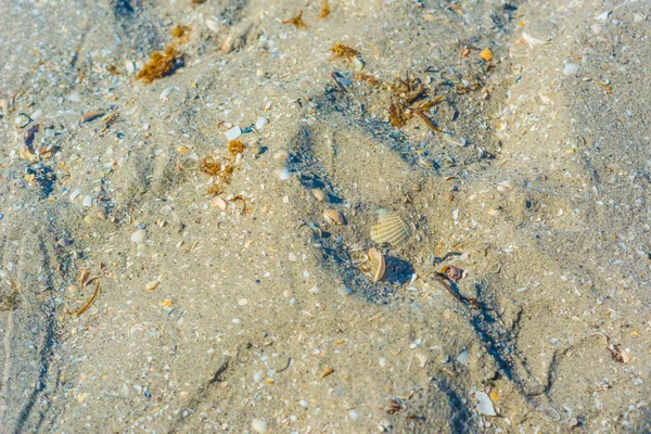 Arena Una Playa Que Contiene Conchas Muslos Triturados —  Fotos de Stock