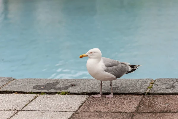 Gabbiano Marino Piedi Vicino Una Piscina — Foto Stock