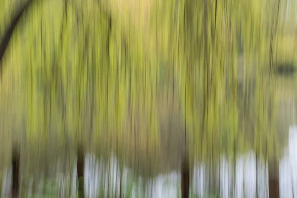 Alberi Verdi Inclinati Lunga Esposizione — Foto Stock