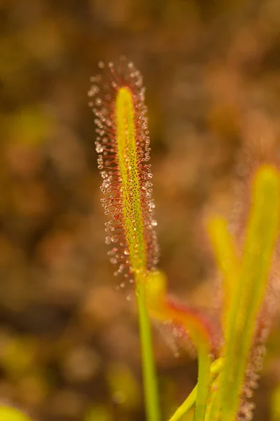 Rocío Del Cabo Drosera Capensis Listo Para Atrapar Insectos — Foto de Stock