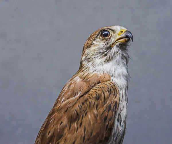 Een Gevulde Buizerd Tegen Grijze Achtergrond — Stockfoto