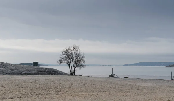 Ένα Δέντρο Ένα Μικρό Χωράφι Δίπλα Στη Θάλασσα Χειμώνα — Φωτογραφία Αρχείου