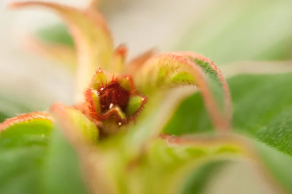 Una Flor Pequeña Roja Peluda Con Poca Profundidad Campo — Foto de Stock