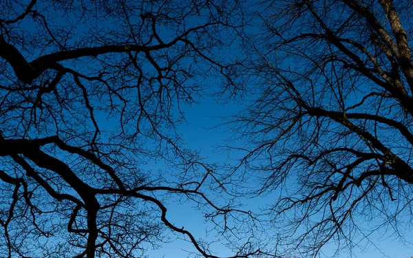 Modrá Obloha Černou Nahou Větví Stromu — Stock fotografie