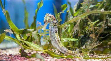 Bir akvaryumda Deniz Atı (Hippocampus)