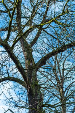 Ağaçta bir delikte oturan bir baykuş