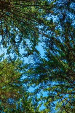 Ormanın tepe örtüsü. Mavi gökyüzü