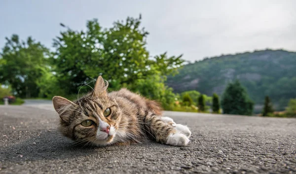 Norweski Kot Leśny Relaksujący Się Asfalcie — Zdjęcie stockowe