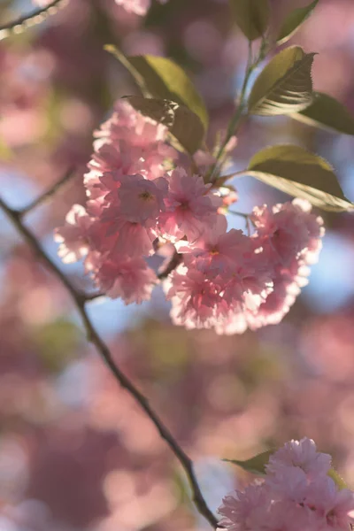 Bela Flor Cereja Dia Ensolarado Primavera — Fotografia de Stock