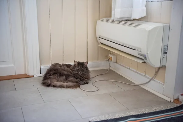 Серый Пушистый Кот Лежит Перед Тепловым Насосом — стоковое фото