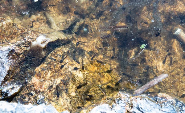 池で泳ぐオタマジャクシ — ストック写真
