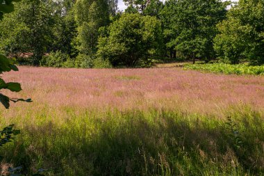 Uzun ve kısmen kırmızı çimenleri olan küçük bir tarla.
