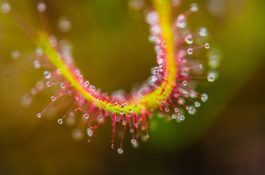 Cape Sundew, Drosera capensis, uzun ömürlü bir etobur güneş çivisidir.