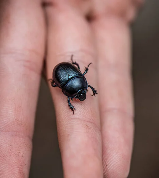 子供の指に大きな黒い甲虫 — ストック写真