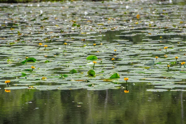 Nuphar Pumila Blüht Einem Teich — Stockfoto