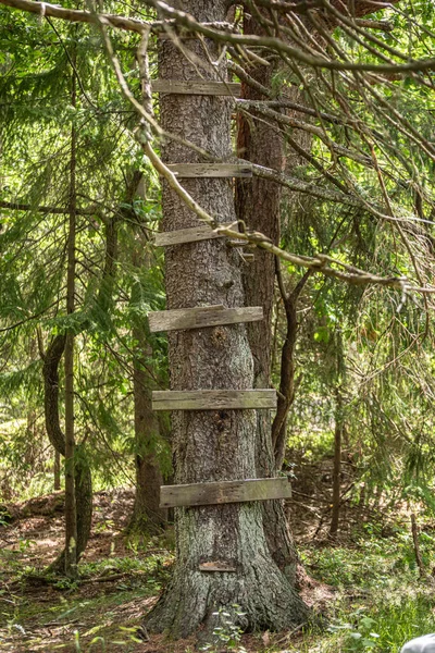 Schody Kmene Stromu Lese — Stock fotografie