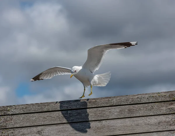 Sea gull landing on a plank wall