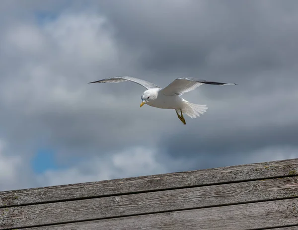 Zeemeeuw Landing Een Plank Muur — Stockfoto