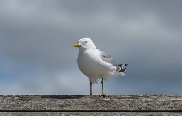 Zeemeeuw Landing Een Plank Muur — Stockfoto