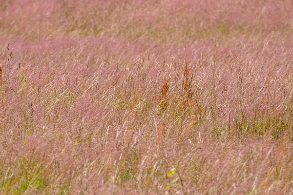 Małe Pole Wysoką Częściowo Czerwoną Trawą — Zdjęcie stockowe