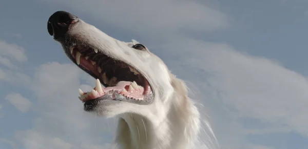 Potret Sudut Lebar Dari Anjing Borzoi — Stok Foto