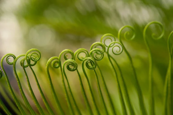 Macro Shot Young Green Ferns — Stock Photo, Image