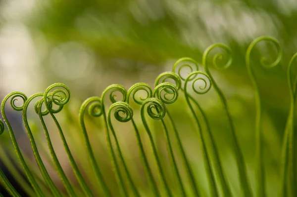 Macro Tiro Samambaias Verdes Jovens — Fotografia de Stock